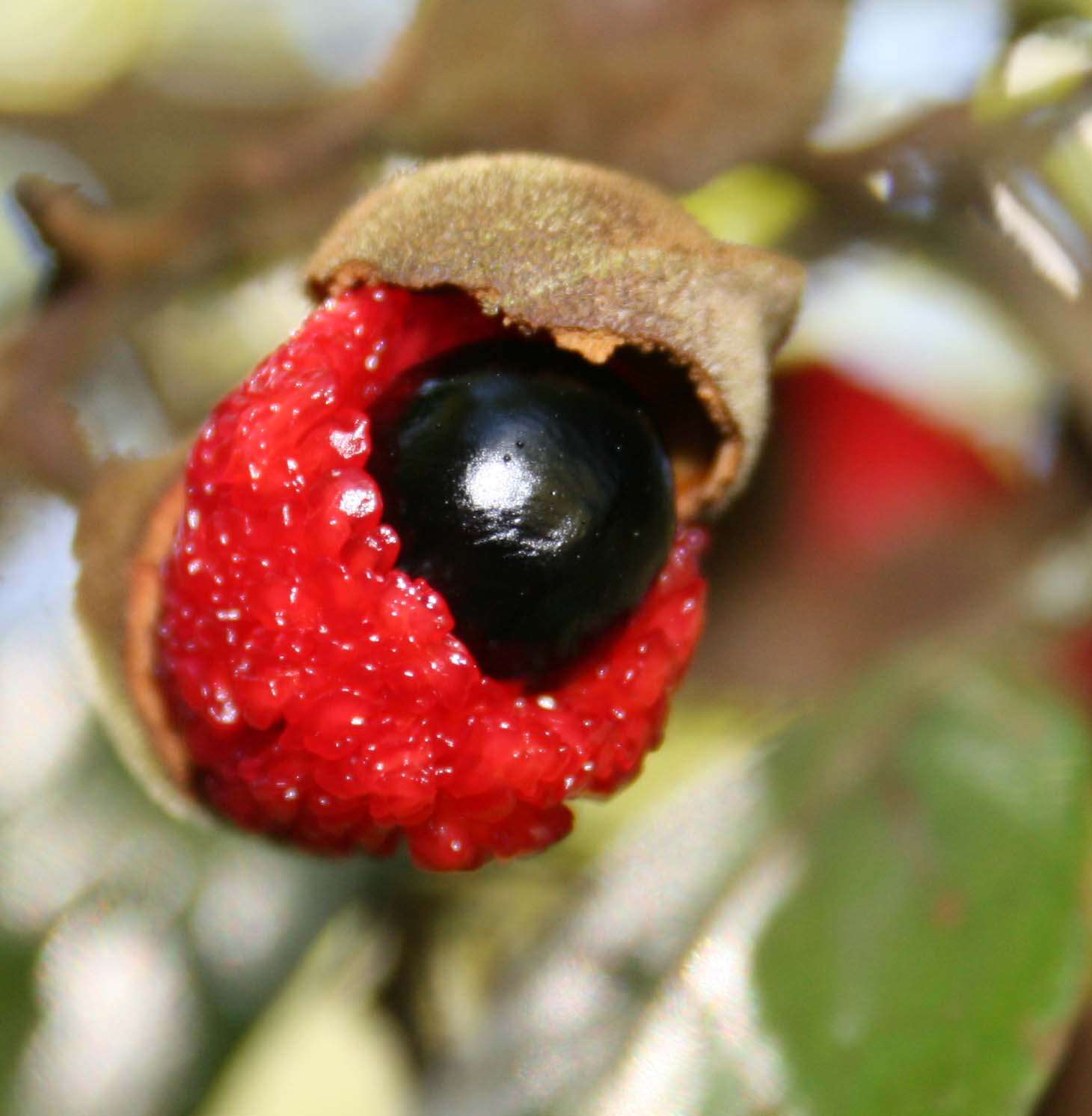 Image of New Zealand Oak