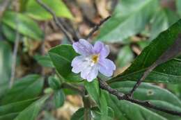 Strobilanthes tetraspermus Druce resmi