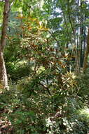 Image of Rhododendron bureavii Franch.