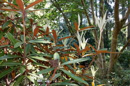 Image of Rhododendron bureavii Franch.