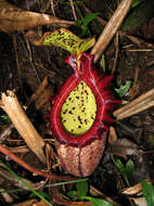 Image of Leopard pitcher-plant