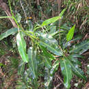 Image of Leopard pitcher-plant