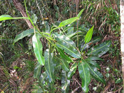 Image of Leopard pitcher-plant