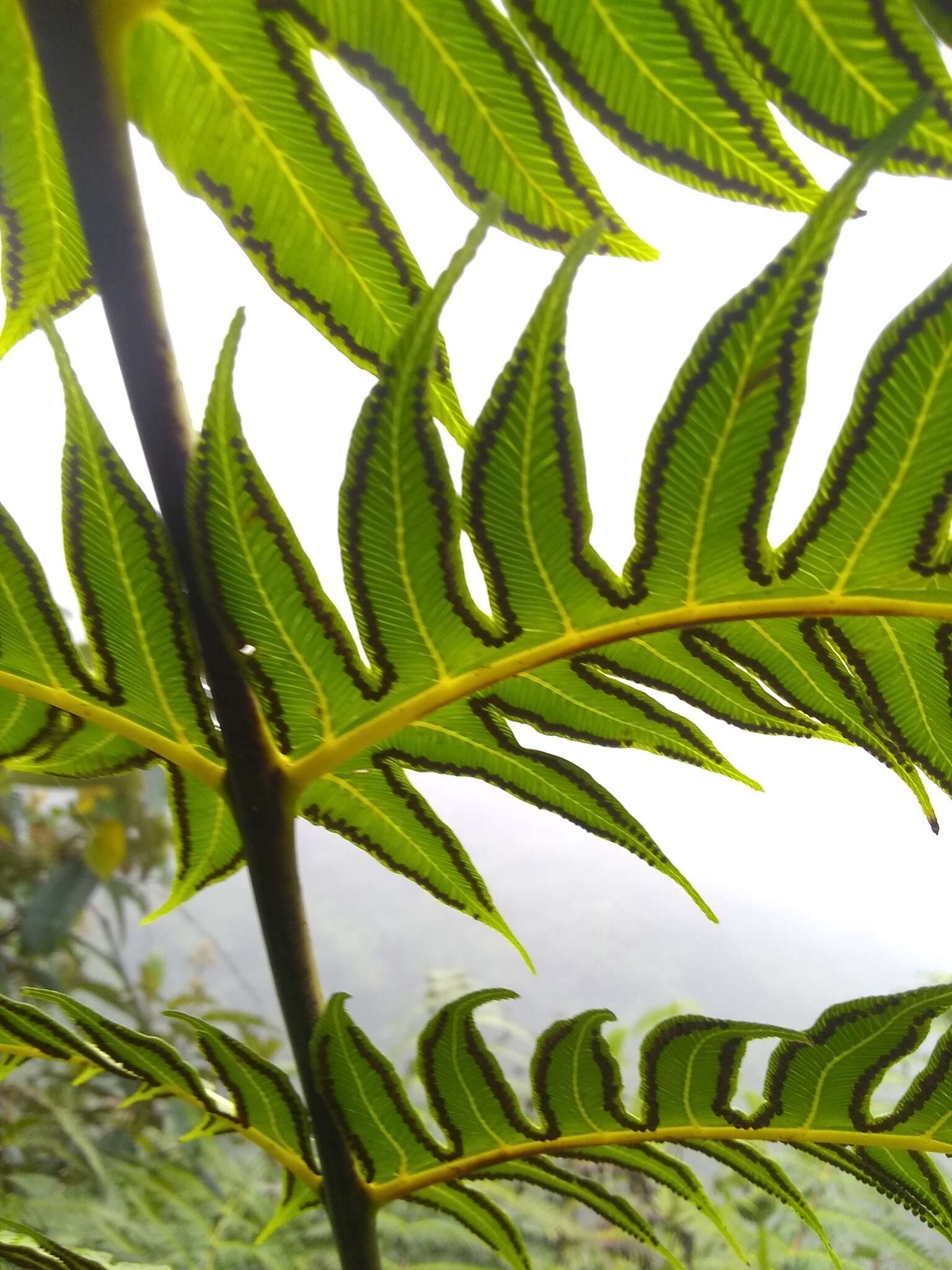 Imagem de Cyathea horrida (L.) Sm.