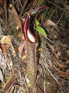 Image of Pitcher plant