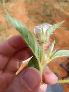 Image of Ipomoea chloroneura Hall. fil.