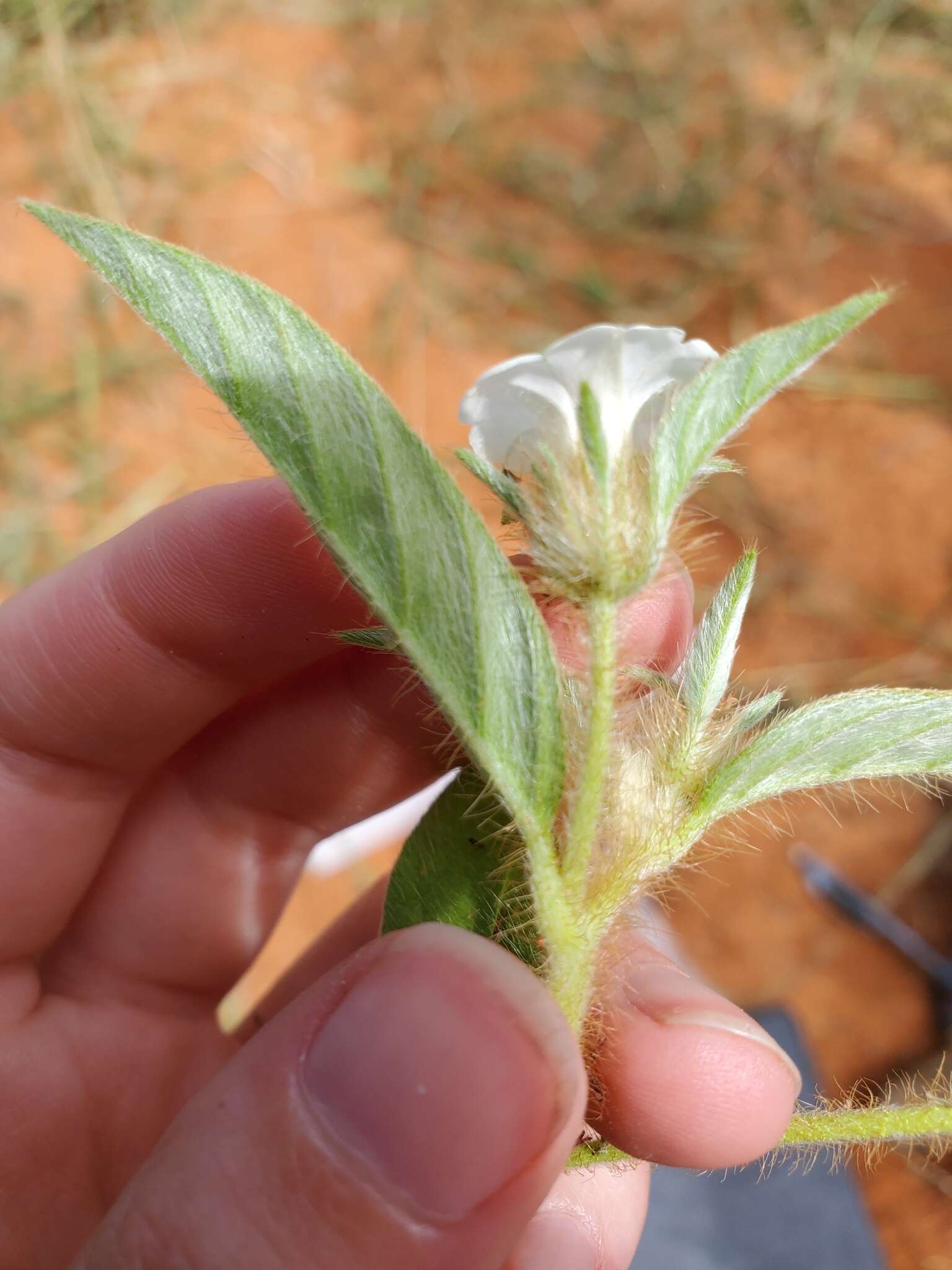 Image of Ipomoea chloroneura Hall. fil.