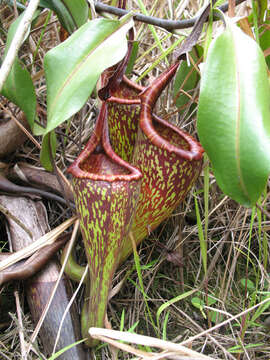 Image of Pitcher plant