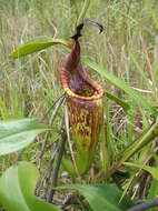 Image of Pitcher plant