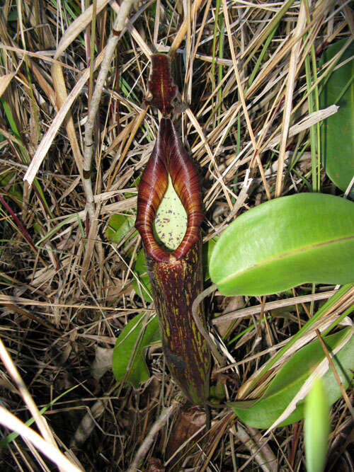 Image of Pitcher plant