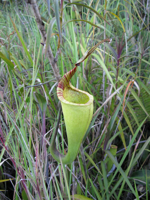 Image of Pitcher plant