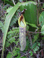 Image of Pitcher plant