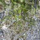 Image of shrubby thoroughwort