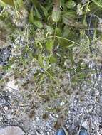 Image de Koanophyllon solidaginifolium (A. Gray) R. King & H. Rob.