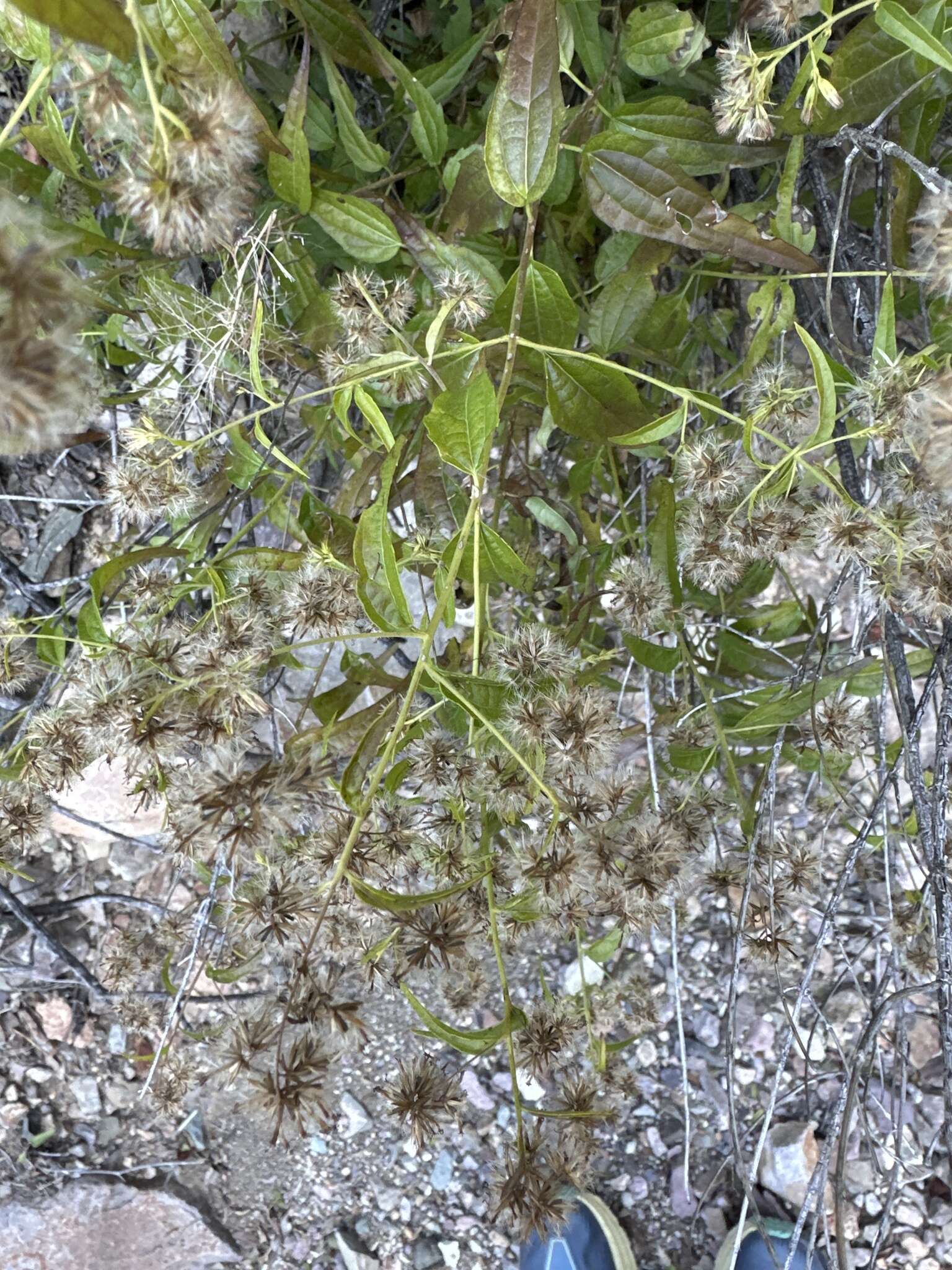 Image de Koanophyllon solidaginifolium (A. Gray) R. King & H. Rob.