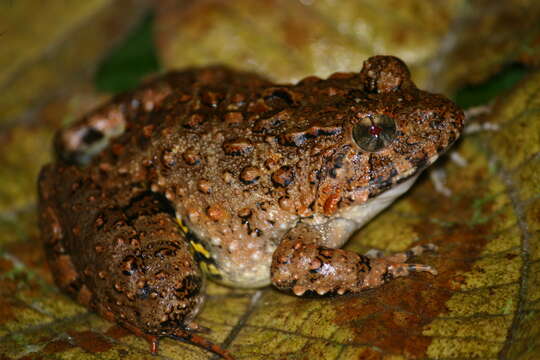 Image of Minervarya keralensis (Dubois 1981)