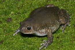 Image of Indian balloon frog