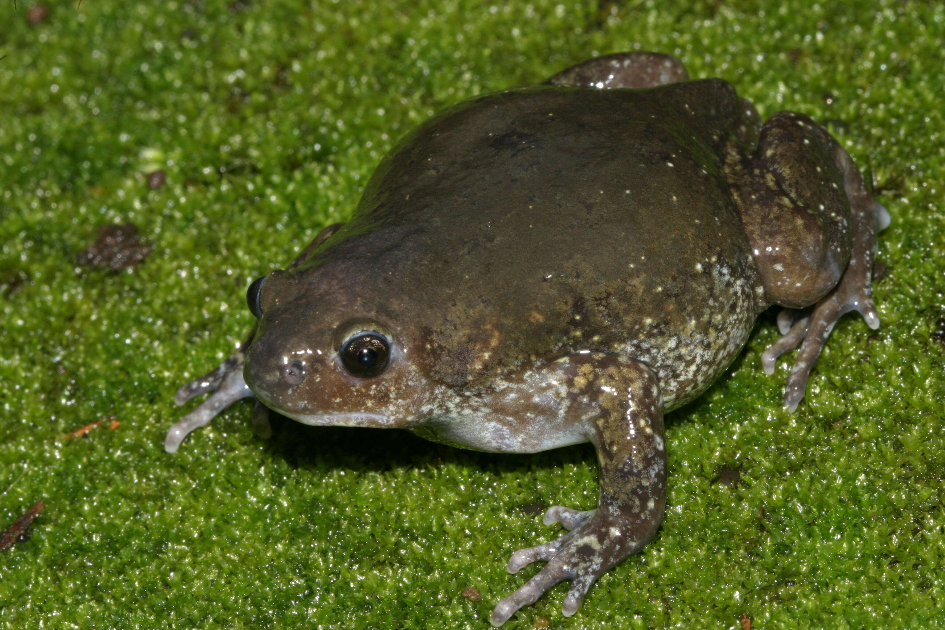 Image of Indian balloon frog