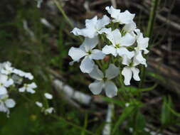 Слика од Hesperis sibirica L.