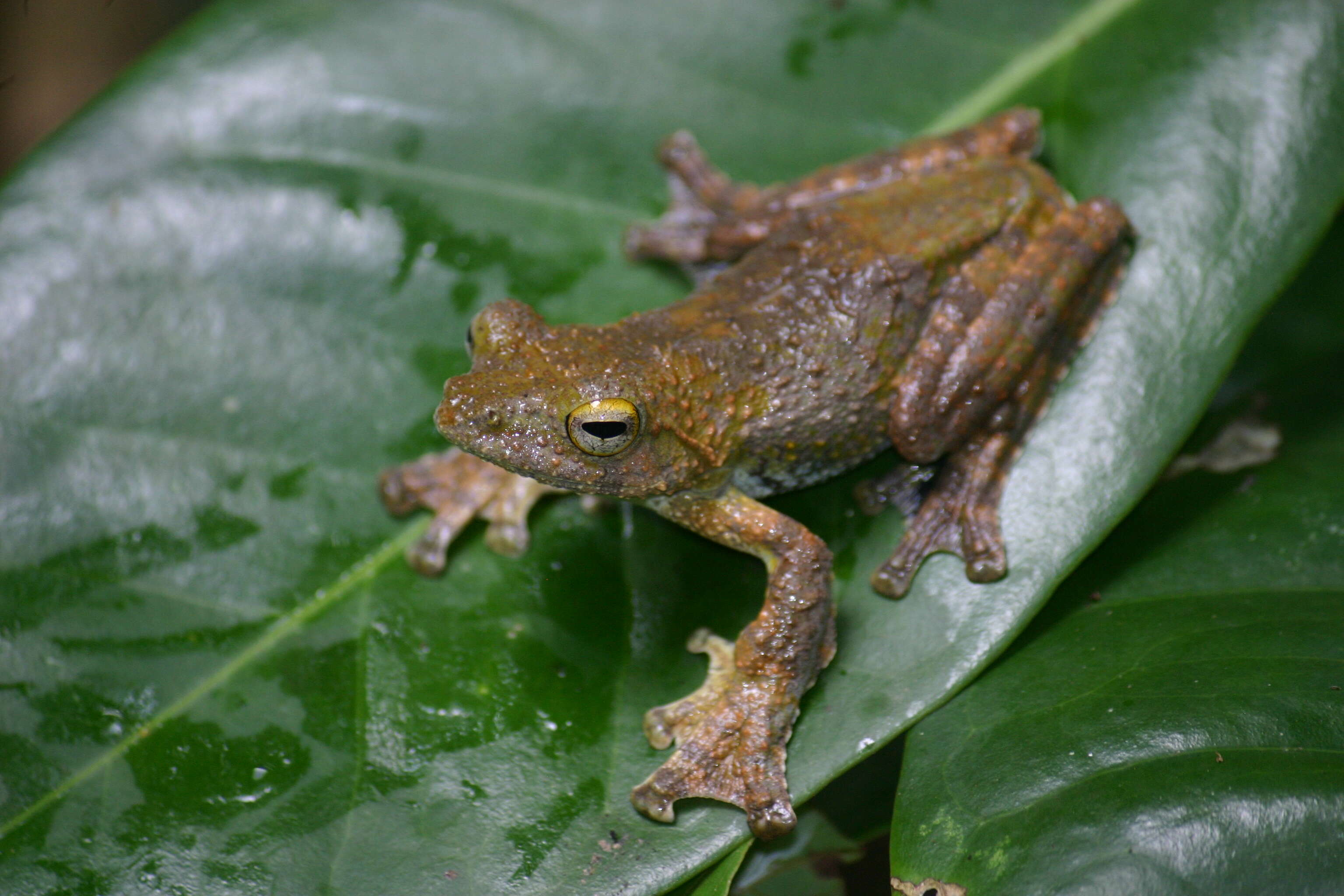 Image of Kalakkad tree frog