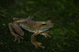 Image of Kalakkad tree frog