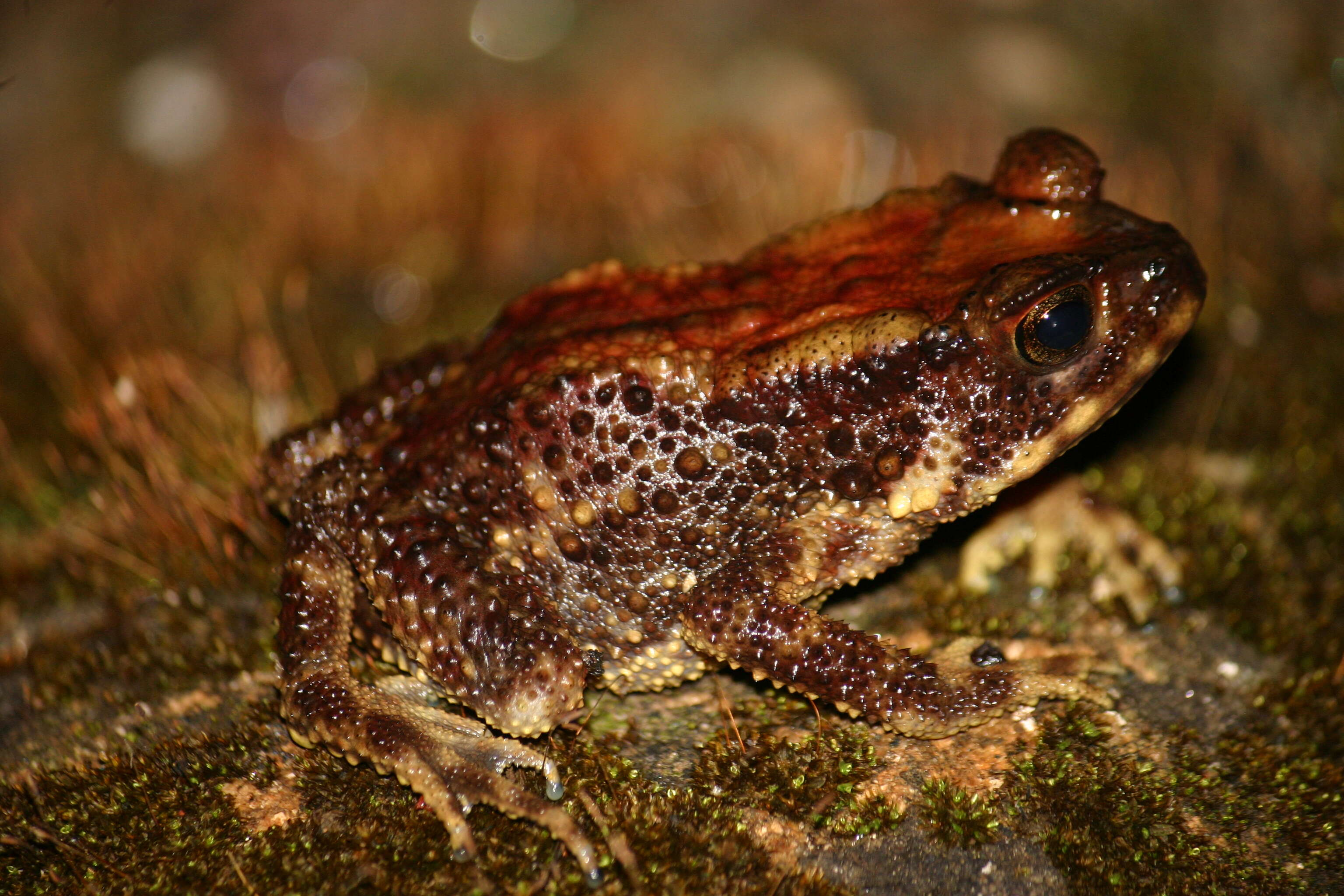 Image of Small-eared Toad