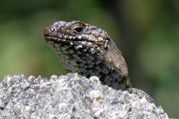 Image of Cunningham's skink