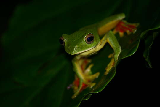 Image of Malabar Gliding Frog