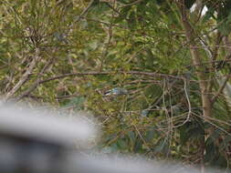 Image of Glaucous Tanager