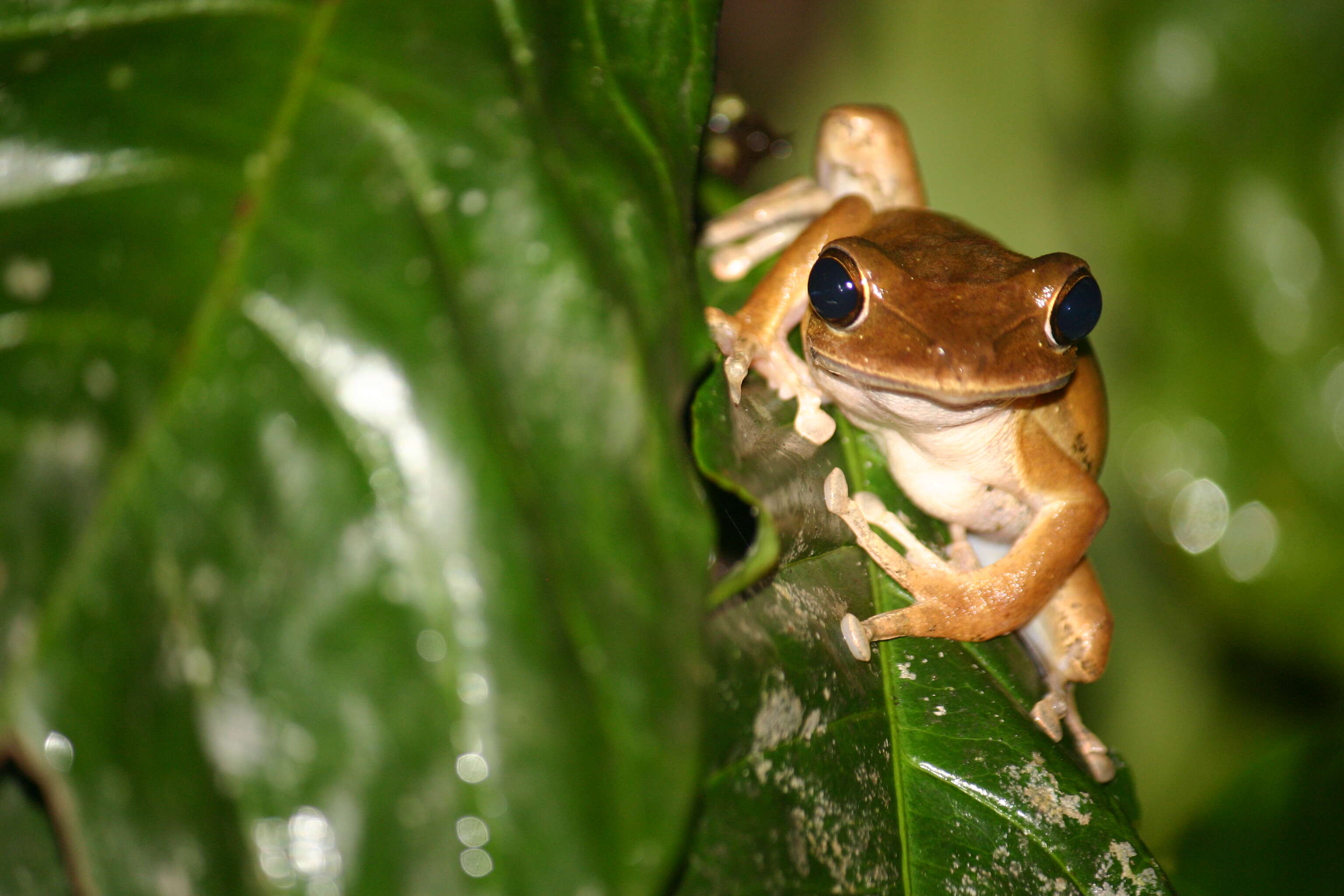 Image of Polypedates pseudocruciger Das & Ravichandran 1998