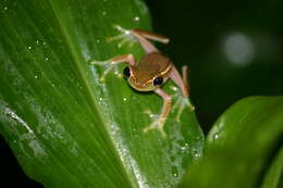 Imagem de Rhacophorus lateralis Boulenger 1883