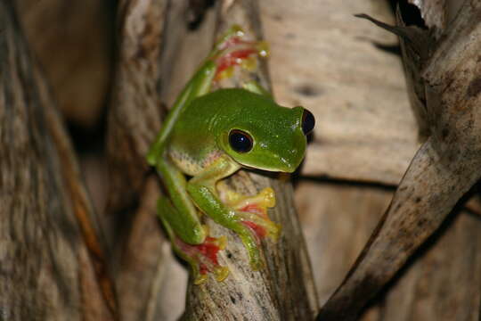 Image of Malabar Gliding Frog