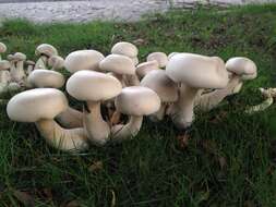 Imagem de Macrocybe gigantea (Massee) Pegler & Lodge 1998