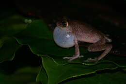 Image of Large Ponmudi Bush Frog