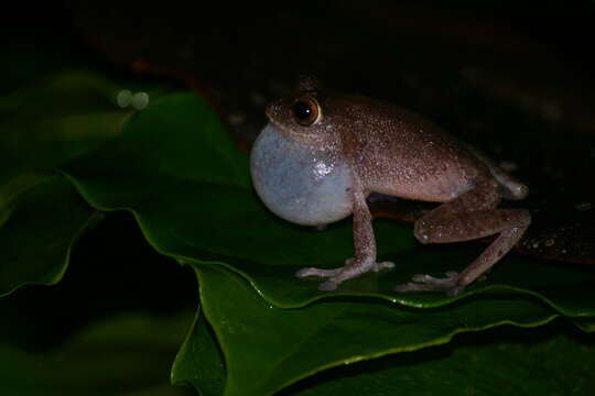 Image of Large Ponmudi Bush Frog