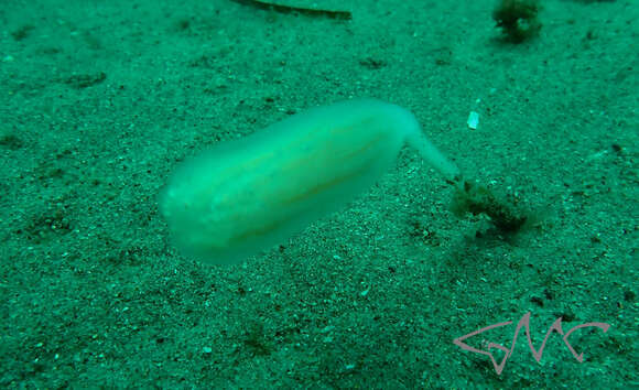 Image of Sycozoa pulchra (Herdman 1886)