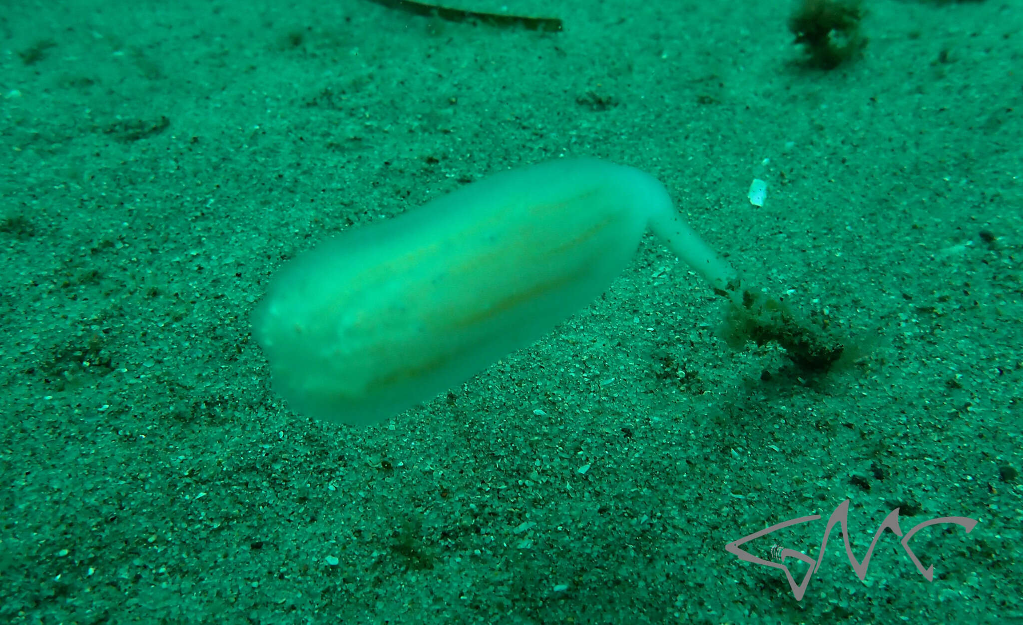 Image of Sycozoa pulchra (Herdman 1886)