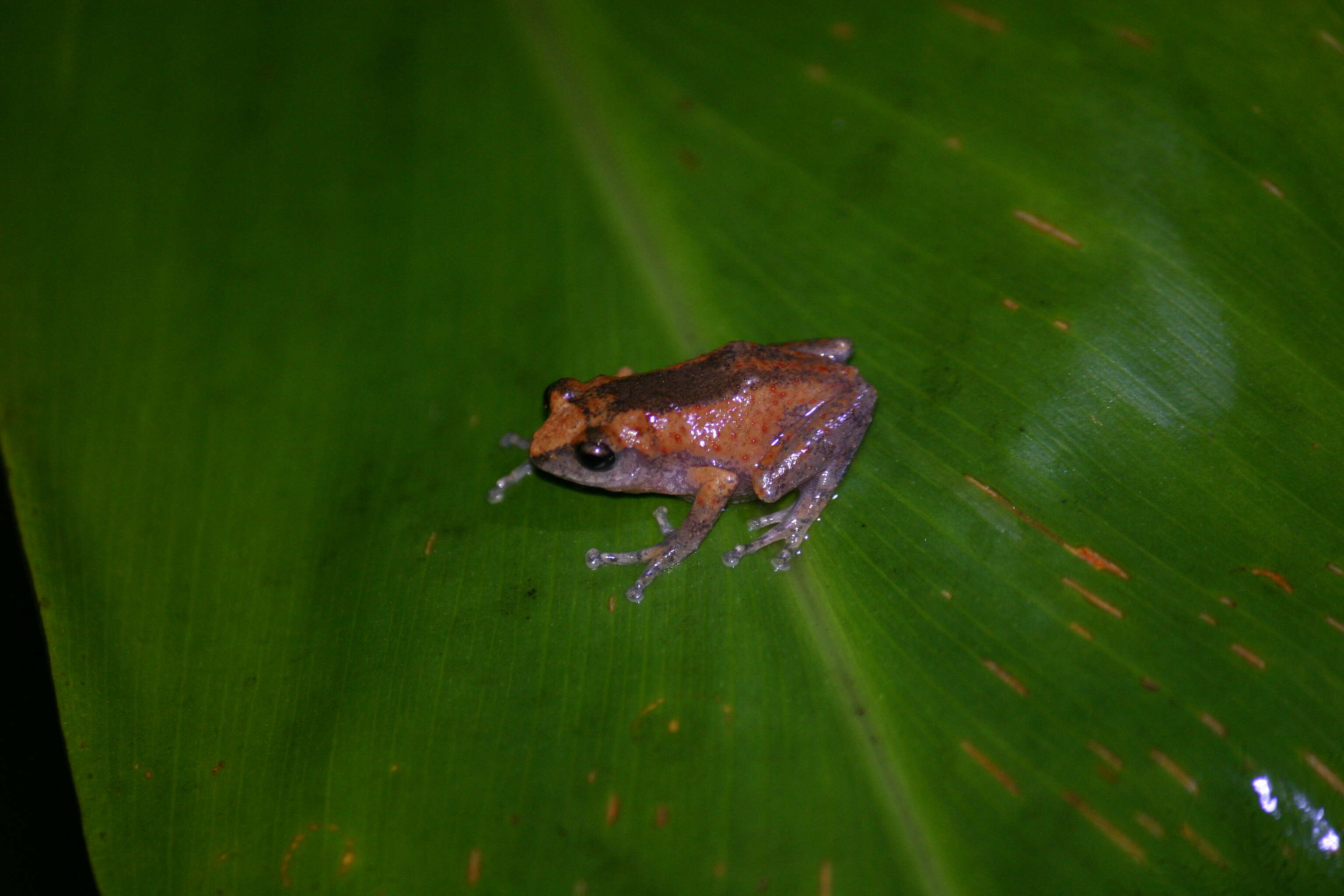 Image of Raorchestes griet (Bossuyt 2002)