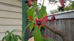 Imagem de Clerodendrum indicum (L.) Kuntze