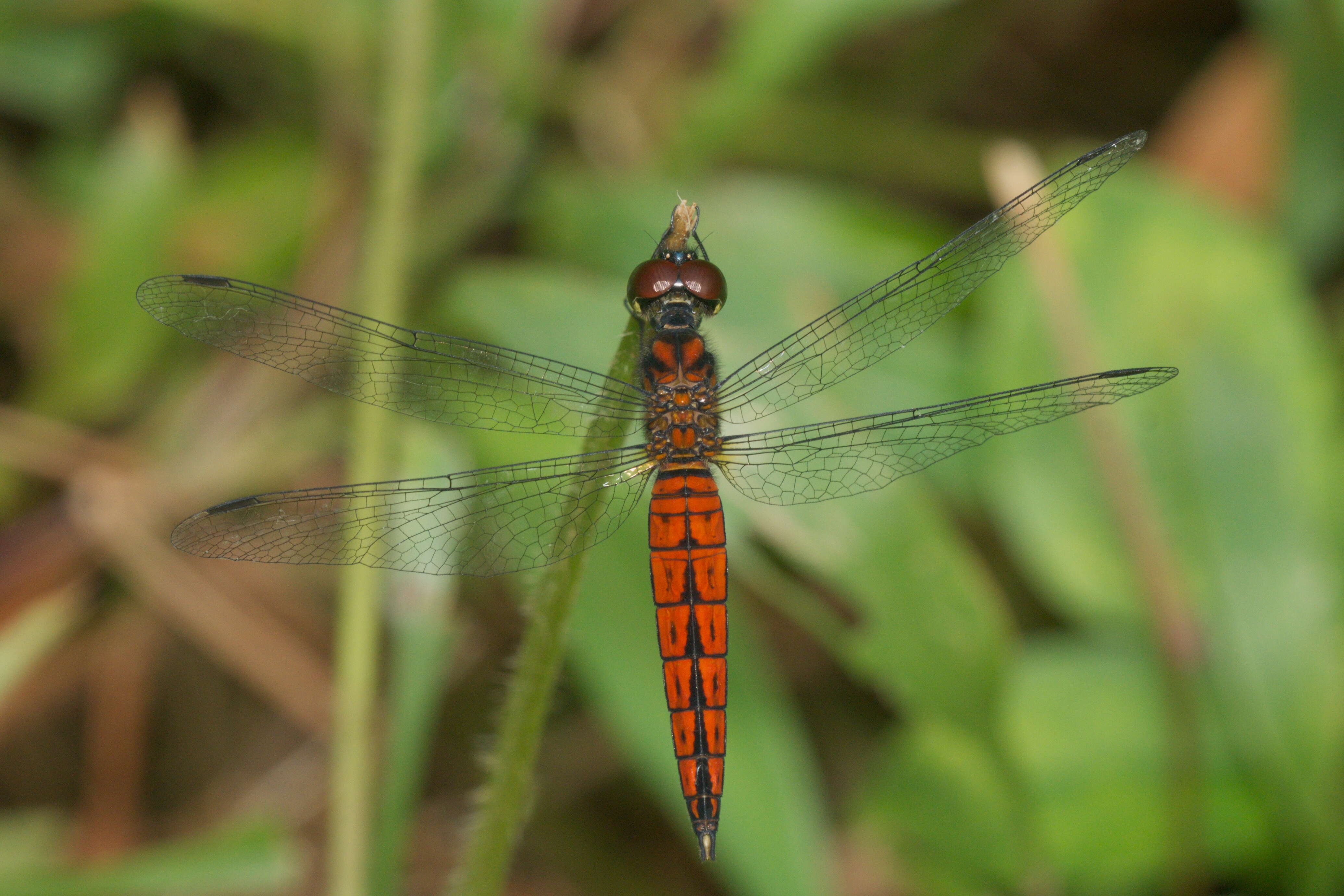 Image of little bloodtail