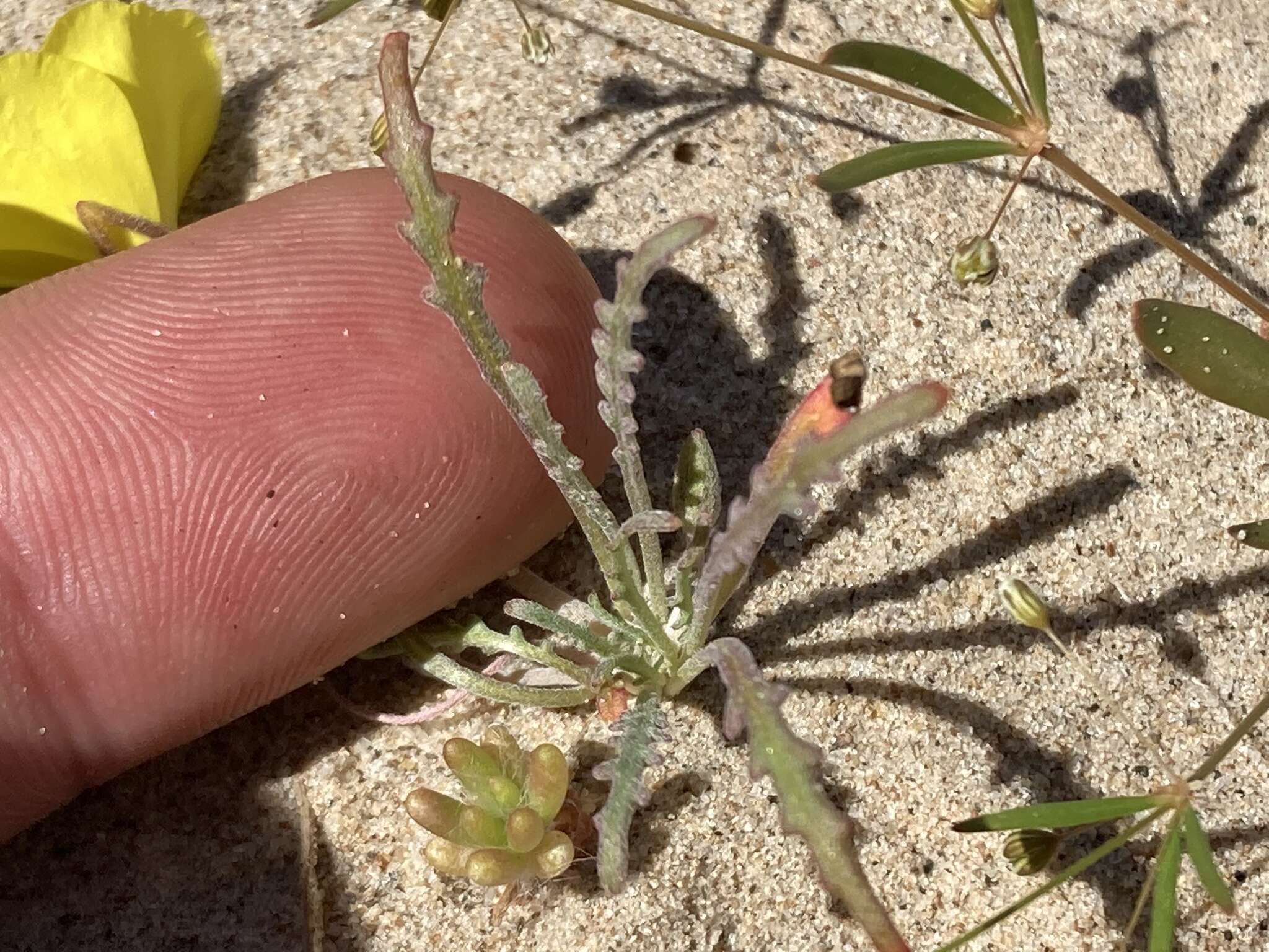 Eulobus sceptrostigma (Brandegee) W. L. Wagner & Hoch resmi