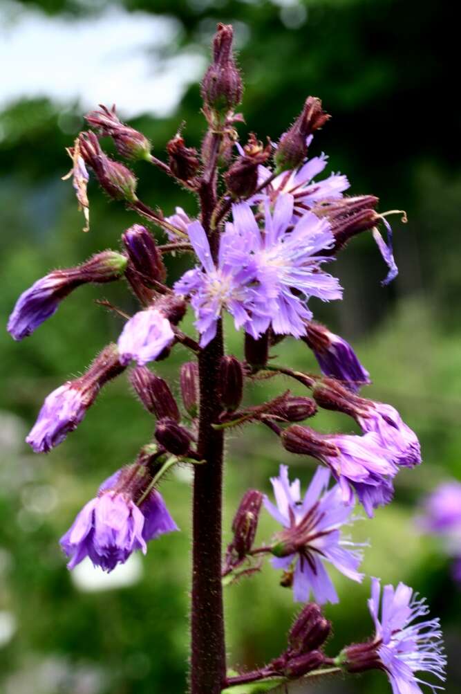 Image of Cicerbita alpina (L.) Wallr.