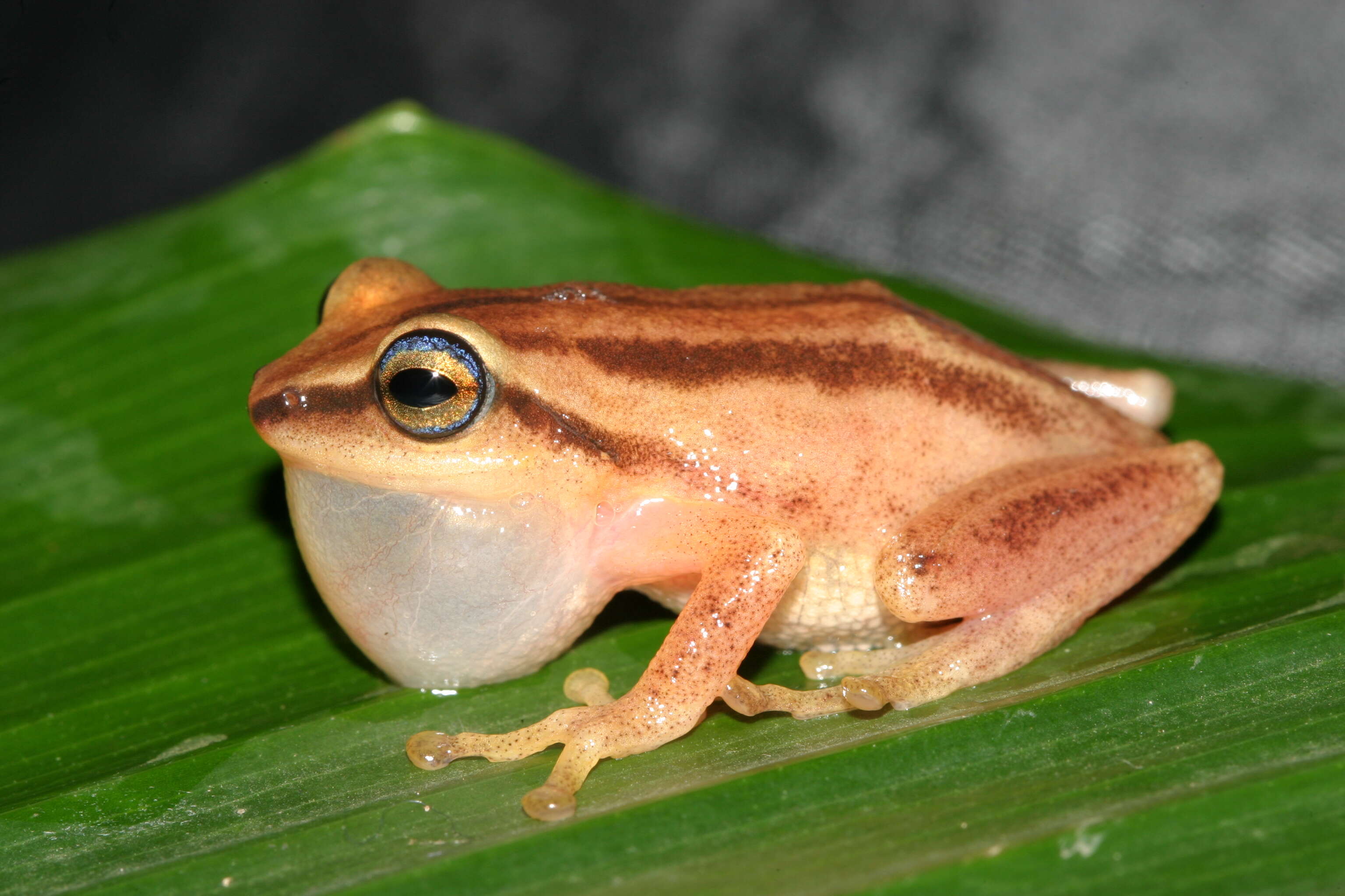 Plancia ëd Raorchestes travancoricus (Boulenger 1891)