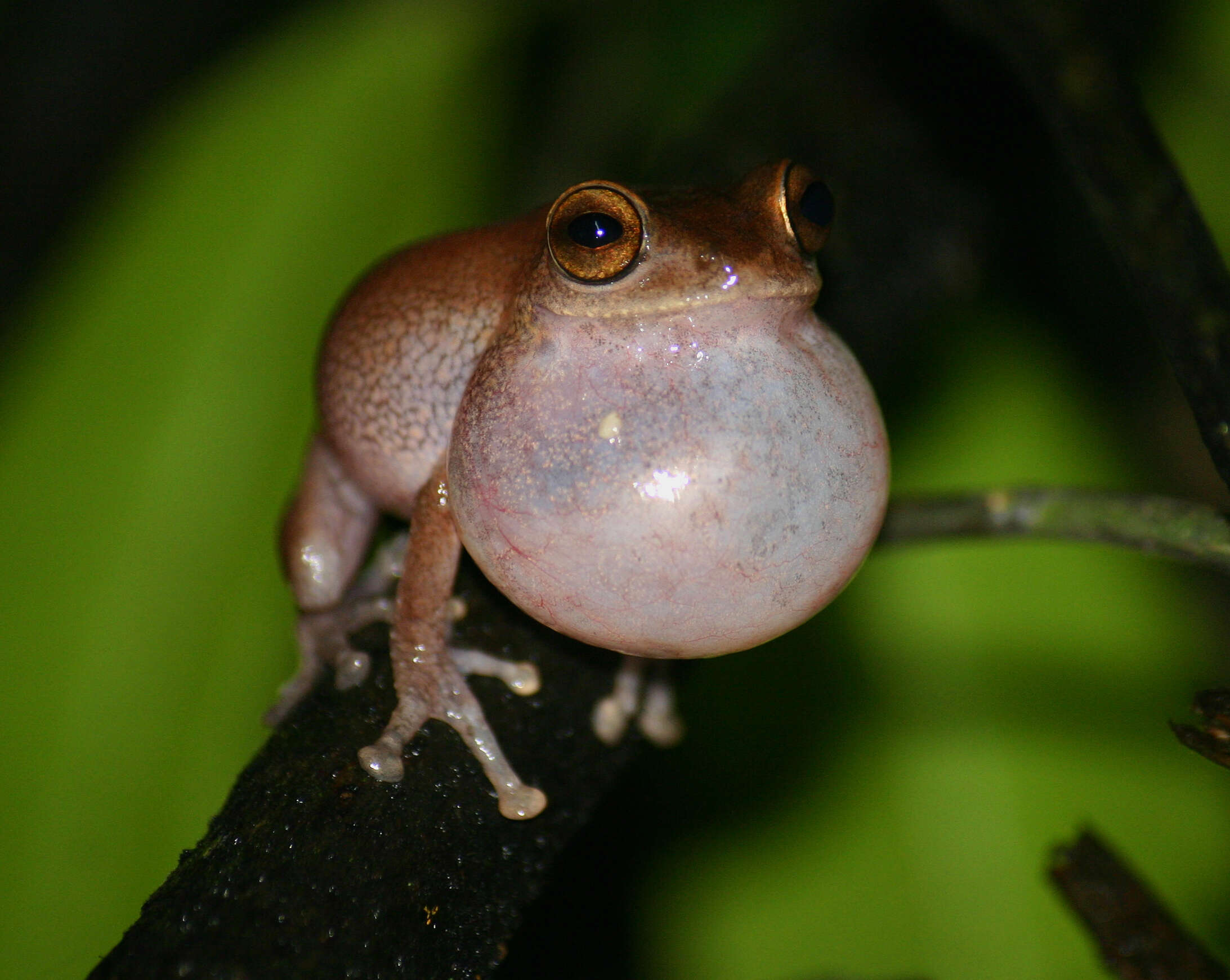 Image of Large Ponmudi Bush Frog