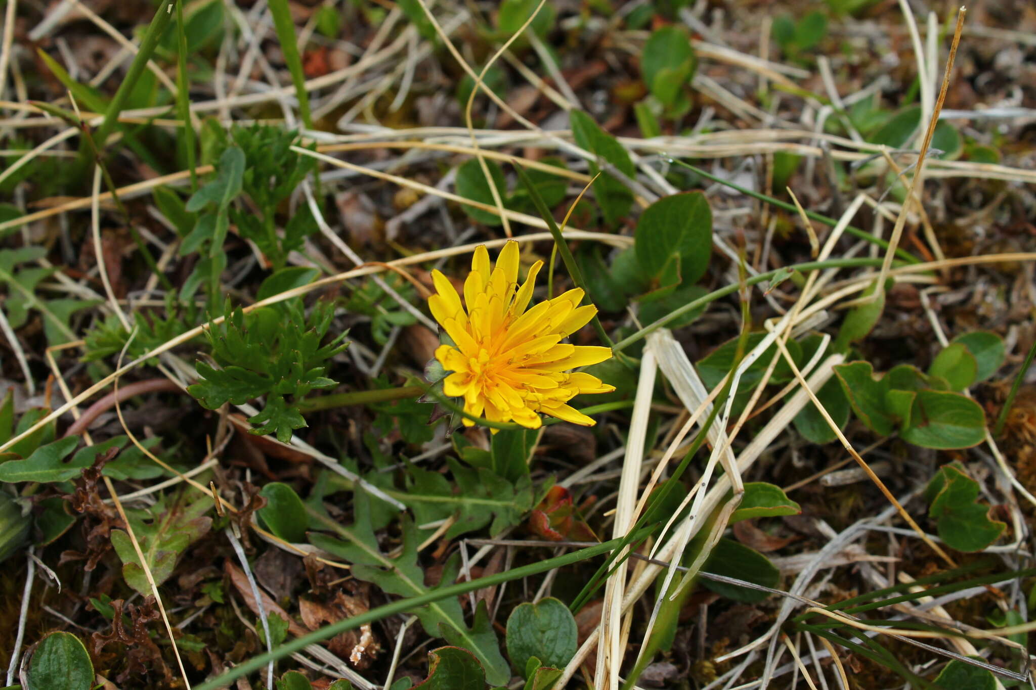 Image of harp dandelion