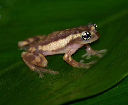 Image of Ochlandra shrub frog