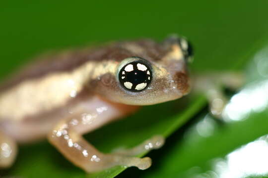 Image of Ochlandra shrub frog