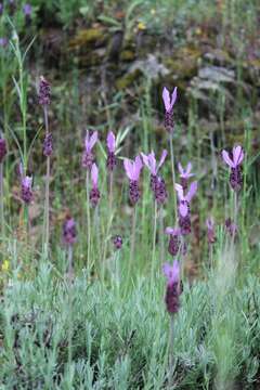 Imagem de Lavandula pedunculata (Mill.) Cav.