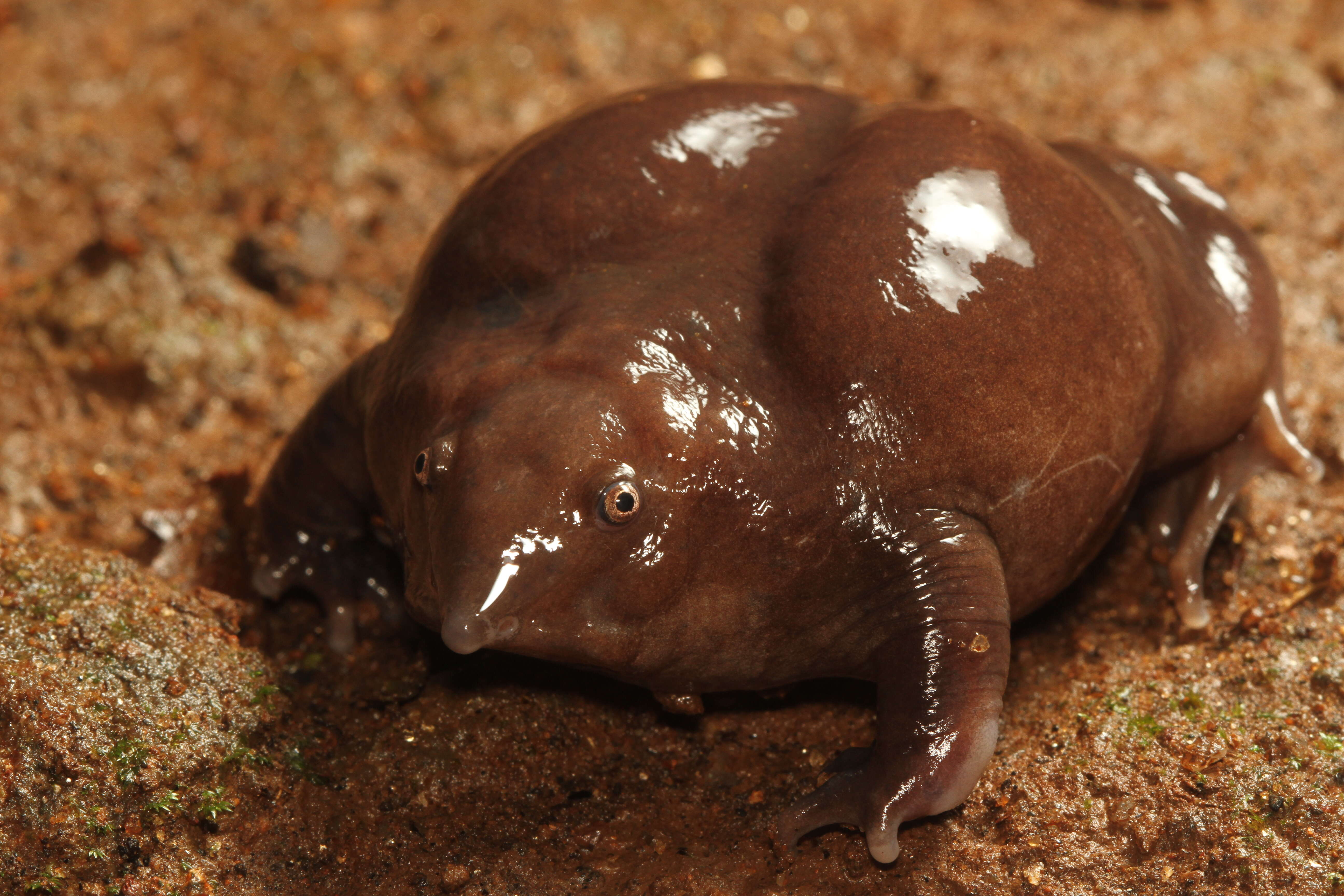 Image of Purple frog