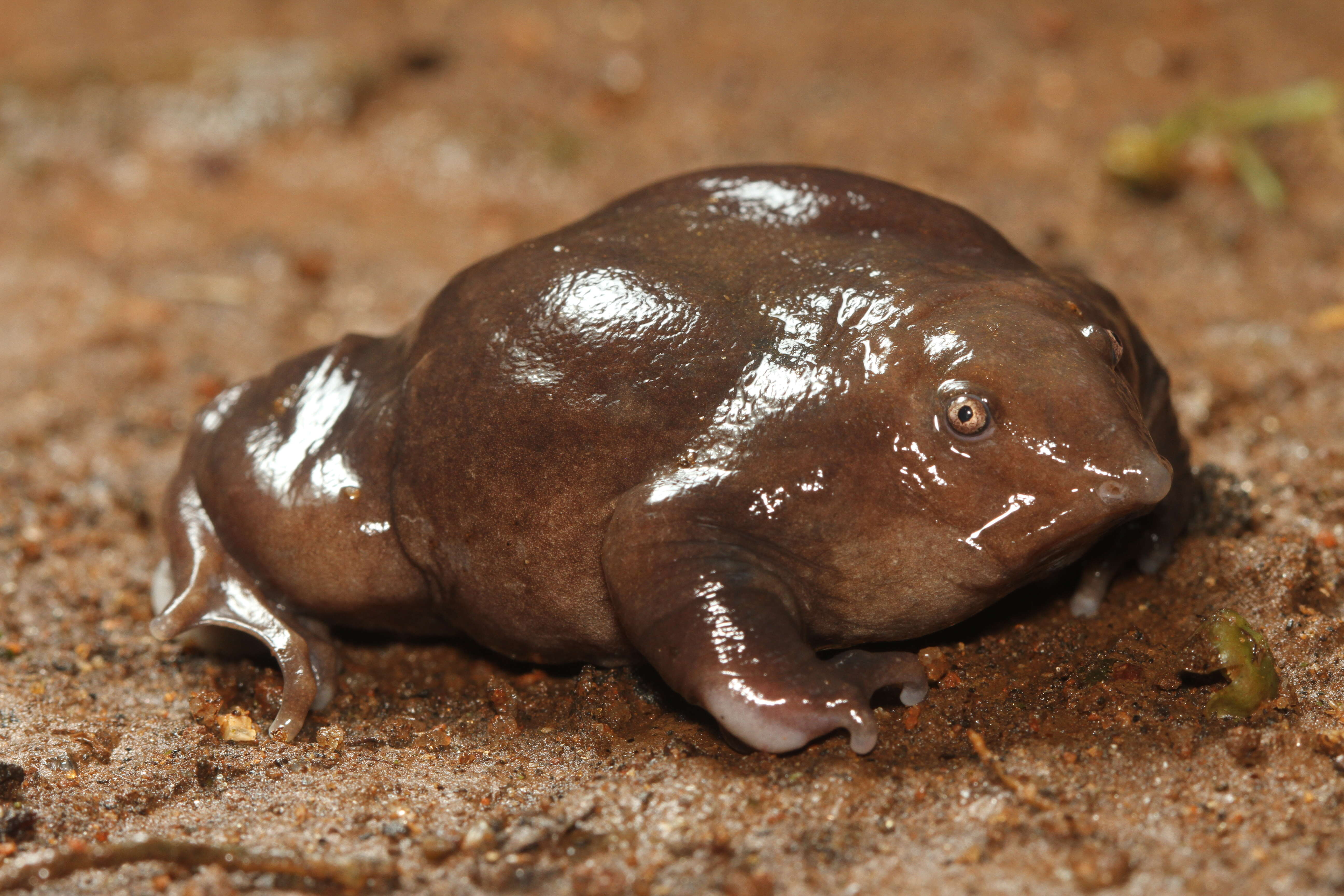 Image of Purple frog